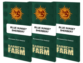 Blue sunset sherbet (3) 100% barneys farm